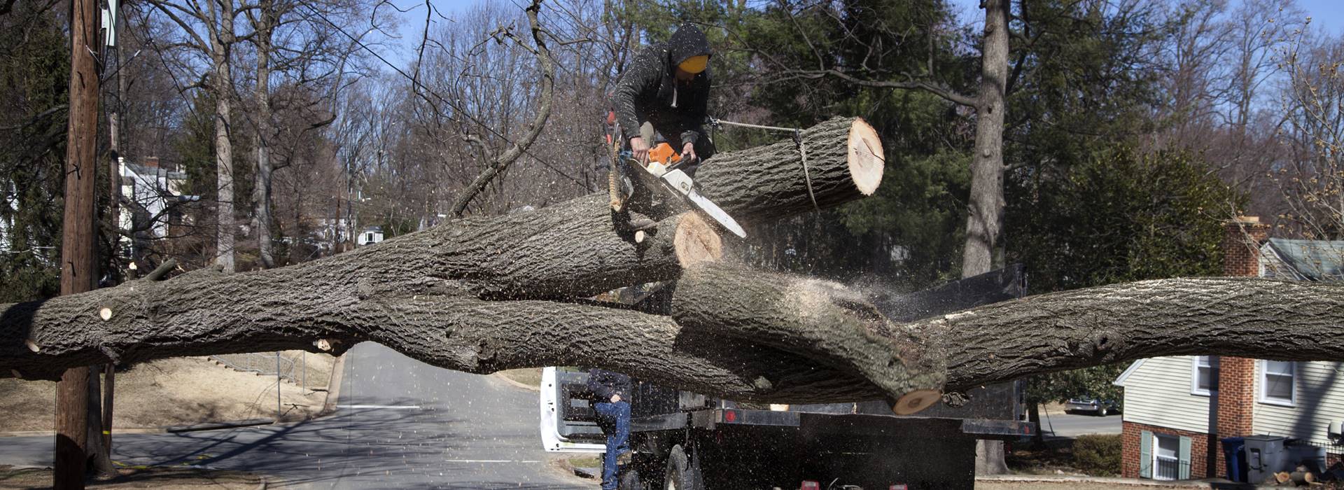 Bellmore tree removal