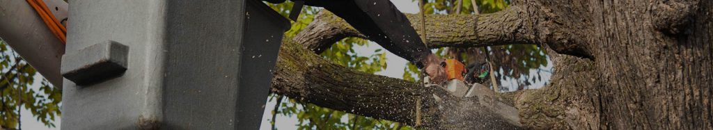 tree-service-header
